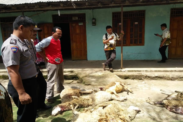 Kesaksian Warga Jatiyoso Melihat Macan Gunung Lawu, Lalu Cek Kandang, Ternyata 18 Kambing Mati Tercabik