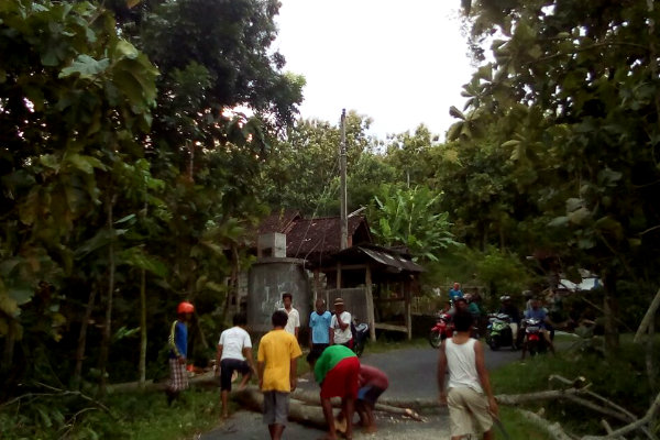 Hujan Lebat, 2 Pohon Tumbang di Sleman sebabkan Aliran Listrik Terganggu