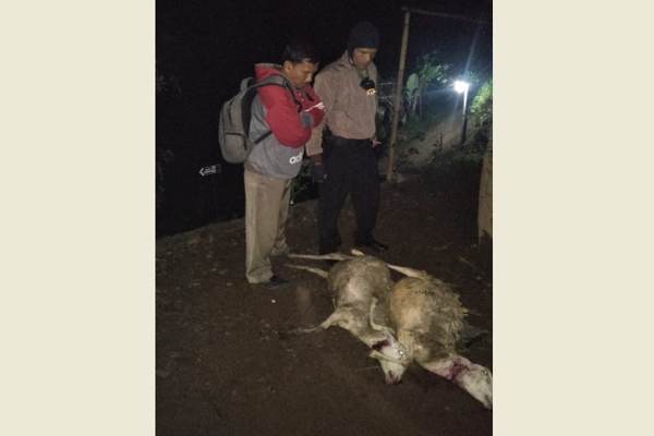 Warga Jatiyoso Pergoki 2 Macan Lawu Serang Kambing di Kandang