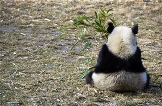 Ingin Memoret Panda di Tiongkok, Perhatikan Aturannya
