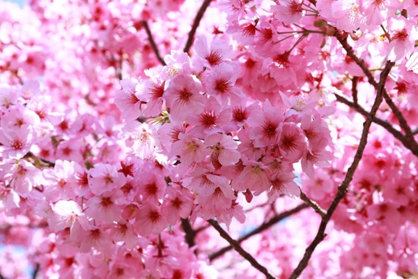 Wah di Sumba Timur Bakal Ada Taman Bunga Sakura Lho