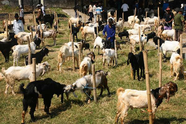 Tujuh Kambing di Gunungkidul Mati Kehabisan Darah Diserang Binatang Liar