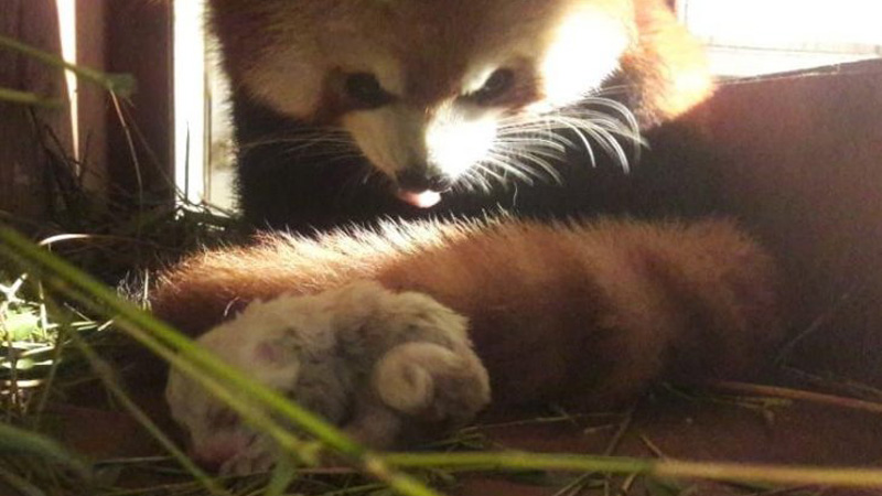 Satwa Langka Panda Merah Lahir di Taman Safari Bogor
