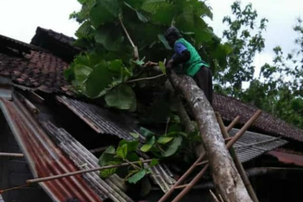 Hujan Angin, Rumah Sadam di Girisubo Tertimpa Jati
