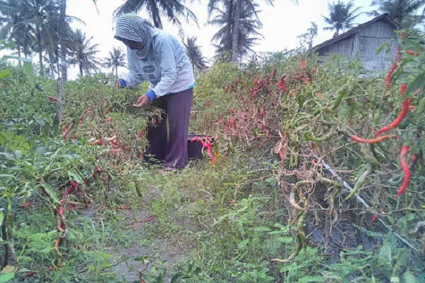 Petani Cabai Bumi Menoreh Andalkan Pasar Lelang