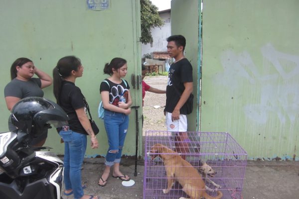 22++ Anjing kampung hitam release