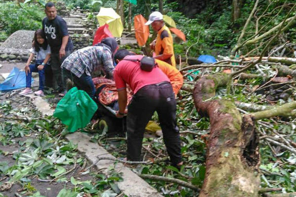 Tak Ada Angin & Hujan, Pohon 25 Meter di Kaliurang Tumbang Timpa 4 Orang, 1 Wisatawan Meninggal Dunia