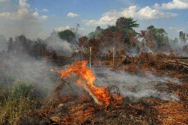 Lahan 1.337,16 Hektare di Riau Terbakar