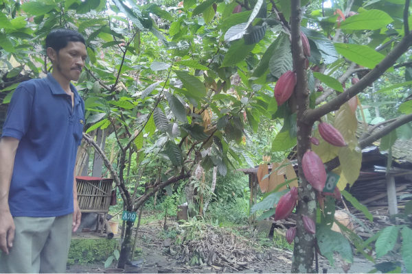 Produksi Kakao Kulonprogo Terganggu Hujan
