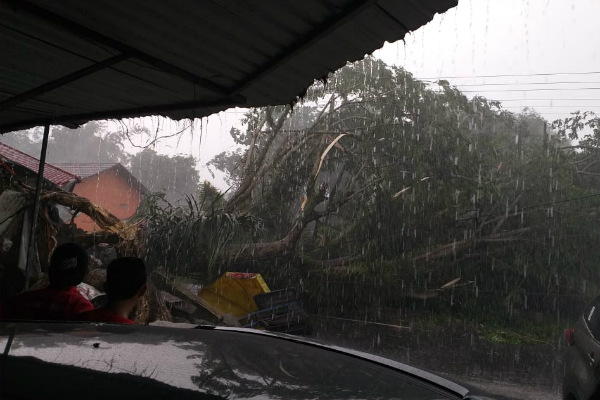 Imbas Hujan Angin, Pohon Tumbang di Sleman Timpa Warga