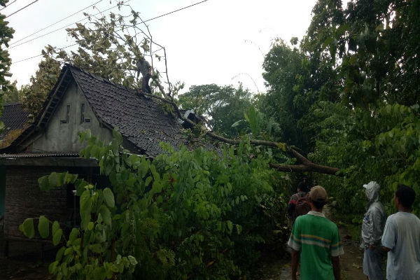 Dua Rumah di Sleman Tertimpa Pohon Tumbang