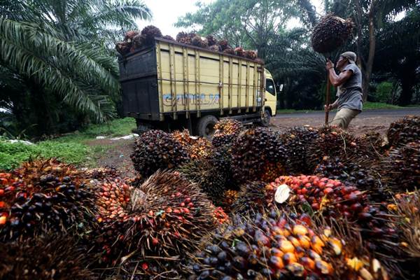 Sawit Melimpah, Jokowi Sarankan Petani dengan Lahan Besar Tanam Durian