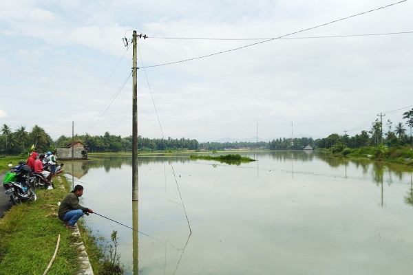 Akibat Banjir, Begini Penampakan Area Pertanian Desa Panjatan Jadi Danau Dadakan..