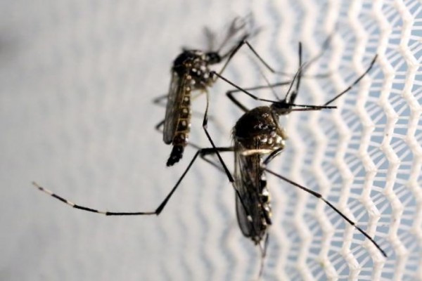 Ini Perilaku Nyamuk Aedes Aegypti