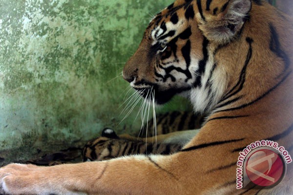 Ngeri atau Lucu? Penjaga Hutan dan Harimau Secara Bersamaan Terperangkap Jerat Pemburu