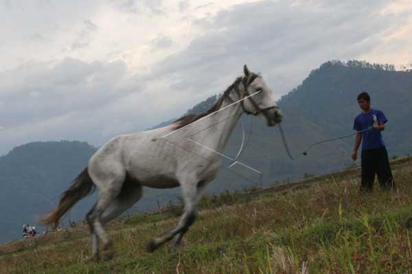 Seekor Kuda Betina Milik Warga Gamping Hilang di Kandang