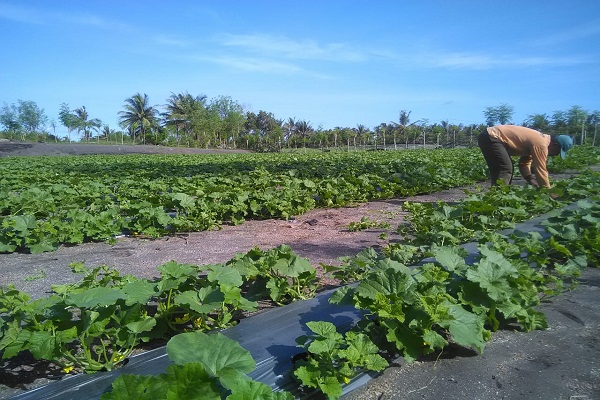 Tanam Cabai Merugi, Petani Pesisir Kulonprogo Beralih ke Melon