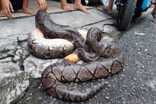 Ular Piton Bermunculan di Permukiman Solo, Mengapa?