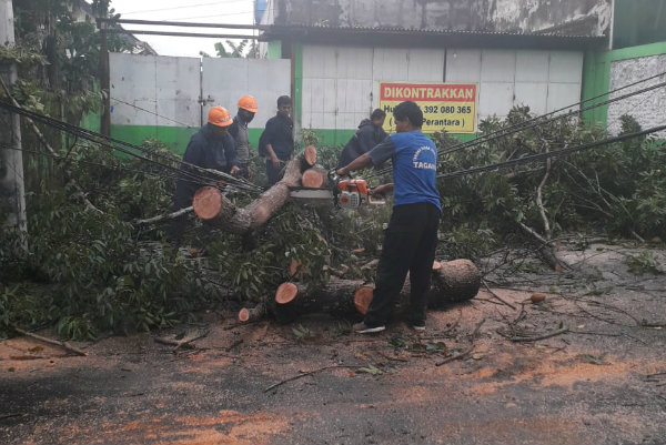 Pohon Tumbang di 11 Wilayah Sleman akibat Hujan & Angin pada Kamis Siang