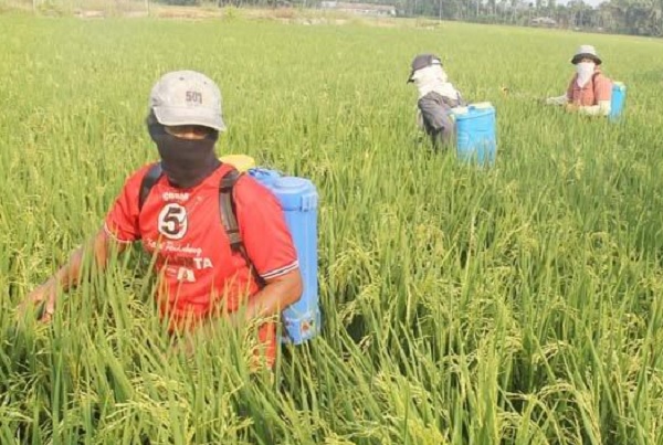 Wereng Ganggu Pertanian Piyungan, Hasil Panen Turun