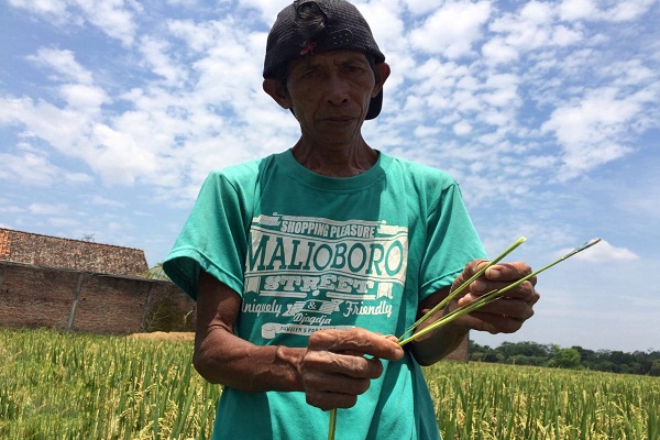 Petani di Bantul Ini Keluhkan Wereng, Ini yang Diharapkan dari Pemerintah…