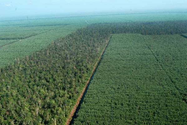 Memprihatinkan, Setahun Hutan Tropis yang Hilang Seluas Belgia