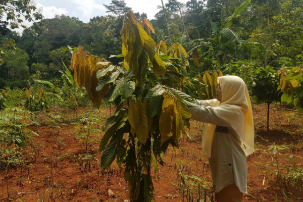 Produksi Kakao Tinggi, Kulonprogo Hanya Punya Satu Rumah Produksi