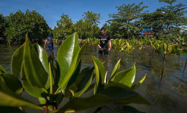 Jutaan Hektare Hutan Mangrove Indonesia Rusak Parah, Ini yang Perlu Diantisipasi..