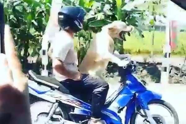 Viral di Medsos, Anjing Mampu Kendarai Sepeda Motor
