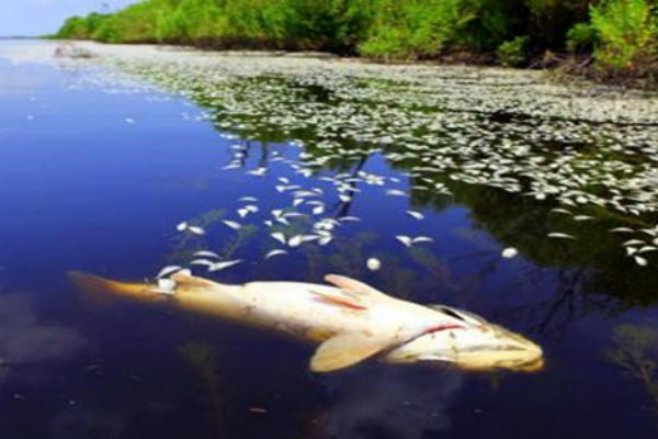 Ribuan Ikan di Laguna Trisik Mati Mendadak, Diduga Keracunan Limbah Tambak Udang