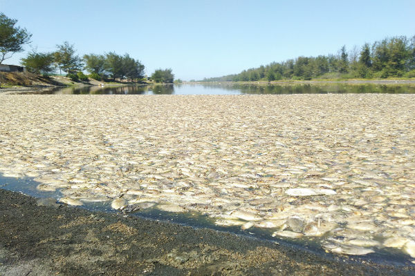 Ini Gambaran Kondisi Laguna Trisik Kulonprogo yang Dipenuhi Ribuan Ikan Mati