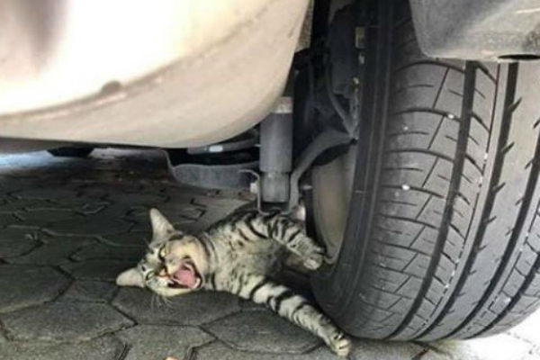 Foto Kucing Terlindas Ban Mobil Ini Bikin Ngilu, Seperti Ini Akhir Nasibnya