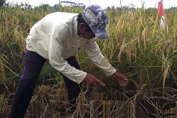 Minim Pasokan Air, 16 Hektare Lahan Pertanian di Sukoharjo Terancam Gagal Panen