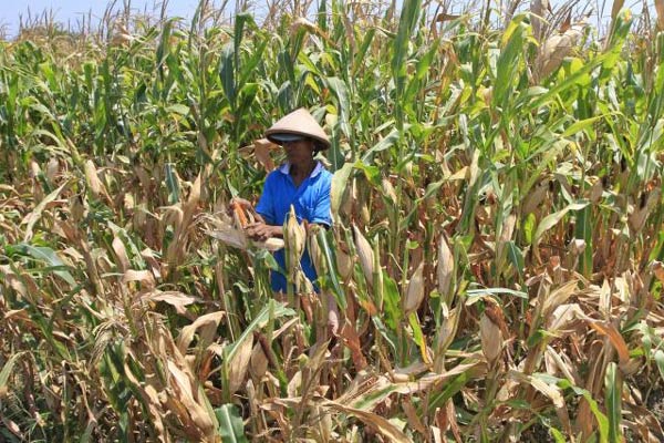 Gangguan Cuaca di AS Picu Harga Jagung Sentuh Level Terkuat 5 Tahun Terakhir