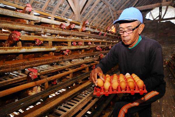 Brasil Desak WTO Menginvestigasi Kebijakan Impor Ayam Indonesia