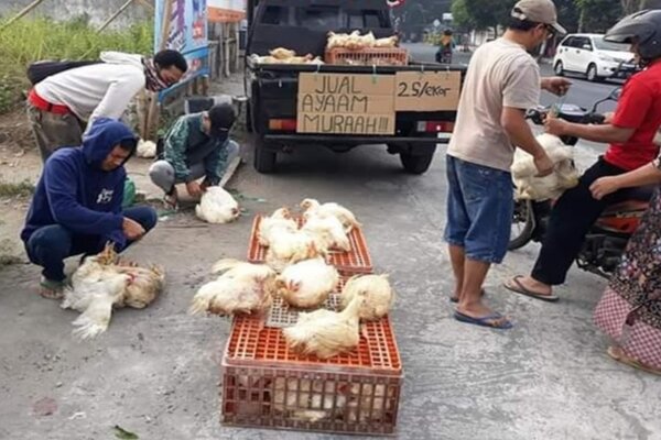 Harga Merosot, Peternak Terpaksa Obral Ayam di Pinggir Jalan
