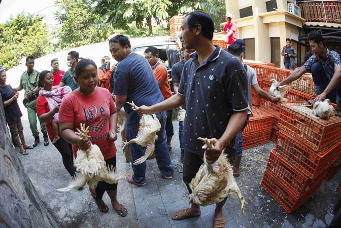 Kementerian Pertanian Selidiki Penyebab Anjloknya Harga Ayam Ras Broiler 
