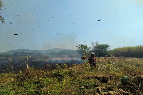 7 Hektare Lahan Tebu di Gantiwarno Klaten Ludes Terbakar