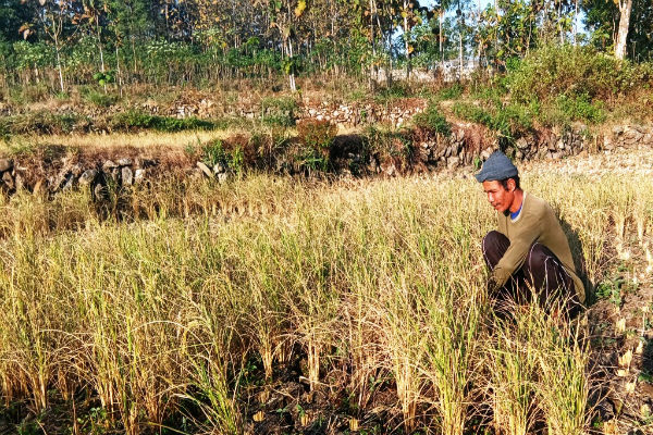 Kemarau Datang Lebih Awal, 1.900 Hektare Sawah Terancam Puso
