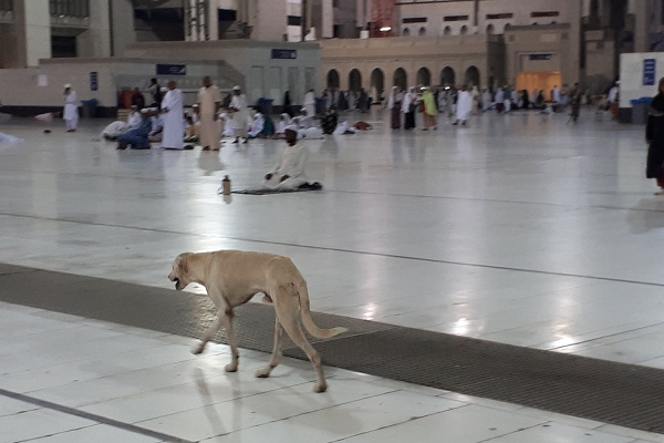 Viral: Ada Anjing Berkeliaran di Masjidil Haram