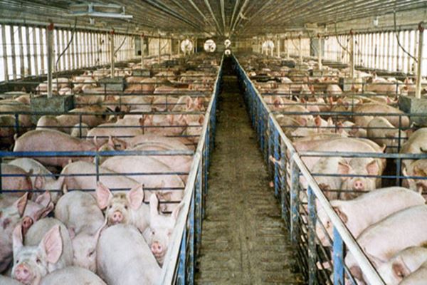 Wabah Flu Babi di Guangxi China Belum Terkendali