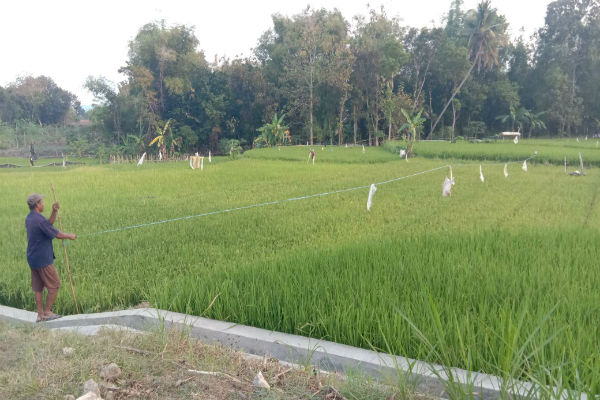 Meski Kemarau, Petani di Dusun Sambeng II Masih Bisa Panen Padi