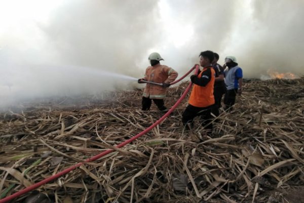 Apes, Tinggal Panen, Tebu di Lahan 3 Hektare Ini Malah Terbakar