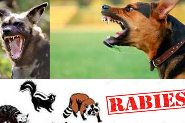 Waduh, Setiap Tahun, Ada 200 Kasus Gigitan Hewan Penular Rabies di Tanah Datar