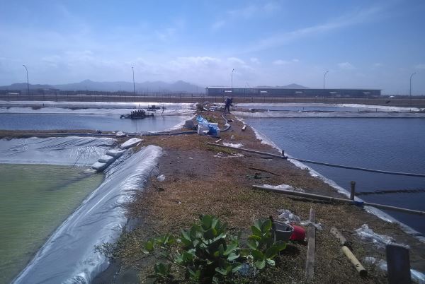 Tempati Area Peredam Tsunami Secara Ilegal, Petambak Selatan Bandara Baru Emoh Pindah