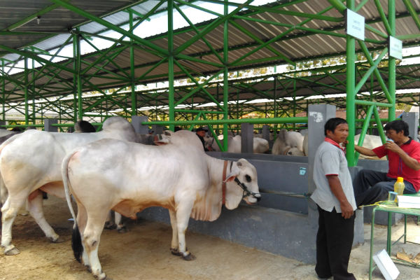Khasiat Susu Sapi Bali Kalahkan Susu Kambing dan Yogurt