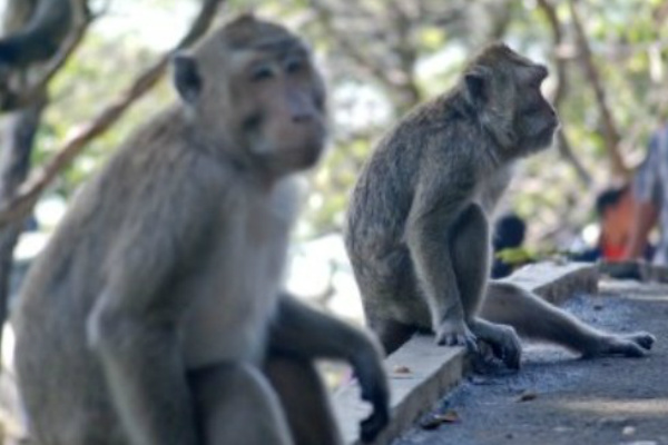 Di Kawasan Nglanggeran, Monyet Ekor Panjang Mulai Turun Gunung