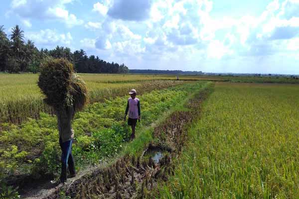 Krisis Petani Muda di Negeri Agraris