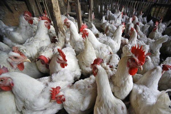 Pelaku Usaha Hulu Industri Bisa Antasipasi Koreksi Harga Ayam Secara Mandiri