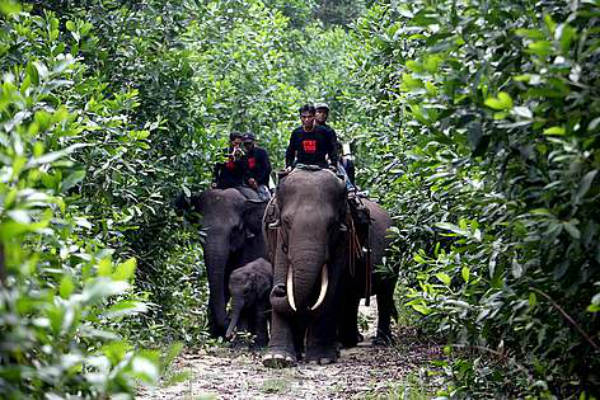 Dampak Karhutla, Gajah Sumatera Stres